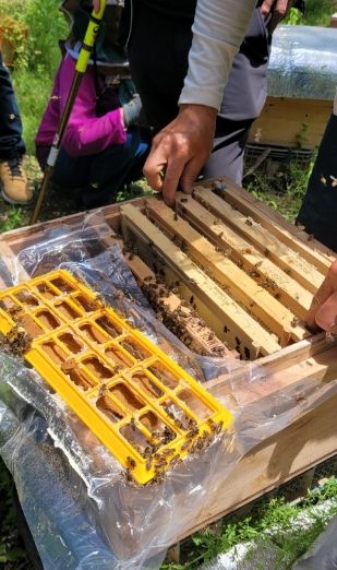 여주시, 양봉농가 경영안정 및 경쟁력 강화사업 추진