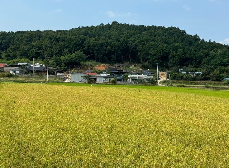 군위군, 2024년 조기재배 한 “빠르미향”첫 수확