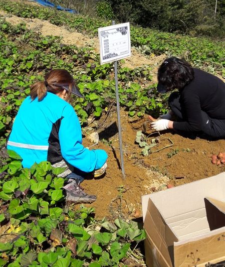 진안 마이산골 정보화마을 호박고구마 분양