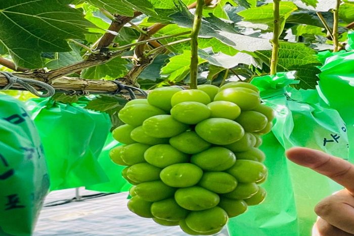 “남원 샤인머스캣 캐나다수출검역단지 지정”