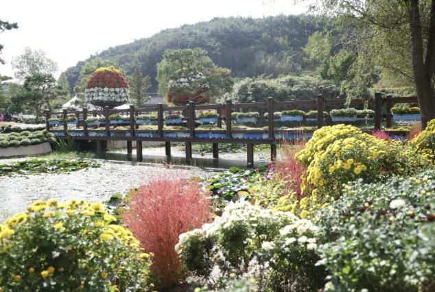 지난해 국화축제 모습.