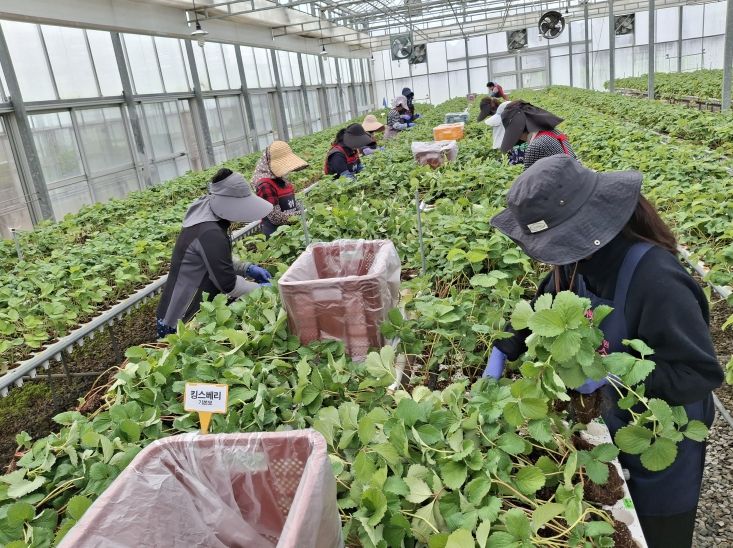 충남도 딸기 무병묘 보급