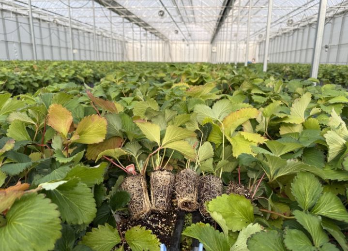 조직배양 딸기 우량묘 공급