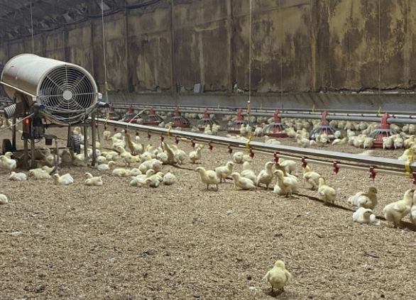 병아리 보온을 위한 열풍기 운영