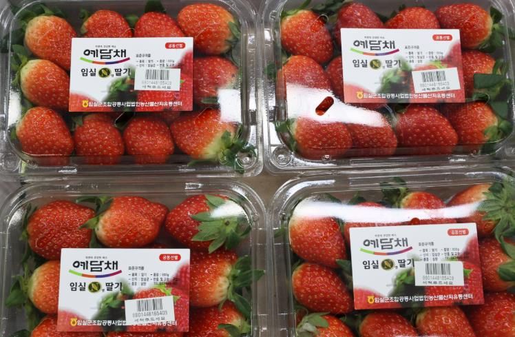 ‘당도 폭발, 지금 제철’임실N딸기, 전국 유통 본격 돌입