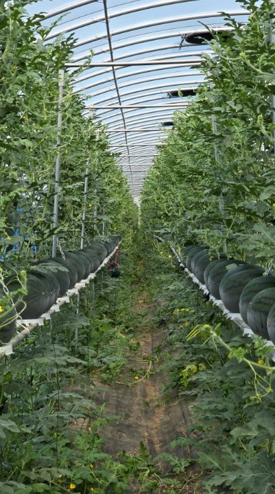 구례군, 수박 수직재배 시범사업으