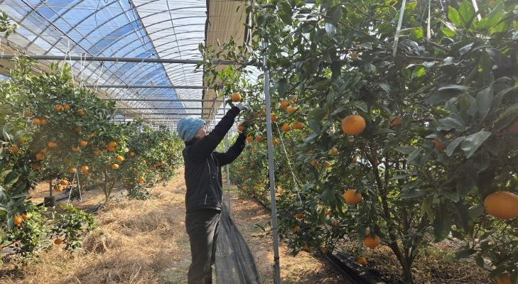 정읍산 만감류 ‘레드향·홍혜향’ 본격 출하…
