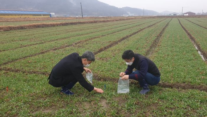 농업기술센터 관계자들이 맥류 생육재생 여부를 판정하고 있는 모습.