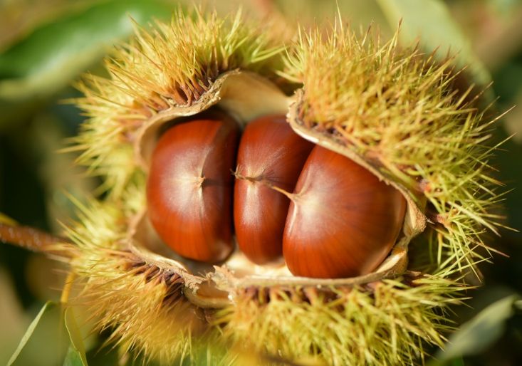 밤나무 재배 임가 대상 내달 6일까지 무상 분양 신청 접수