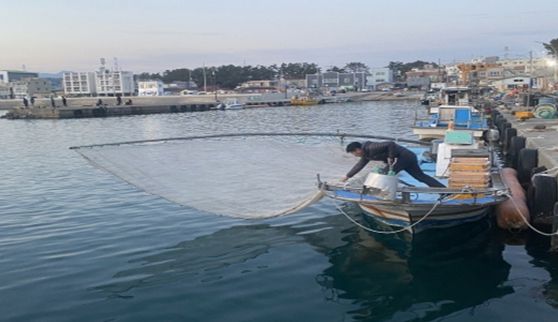 분기초망 그물 전개