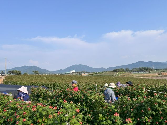고창 복분자 재배