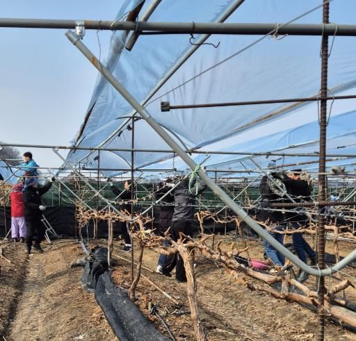 9일 영천시 공무원들이 습설 피해 포도 농가에서 비가림 시설 비닐 복구 작업을 하고 있다.