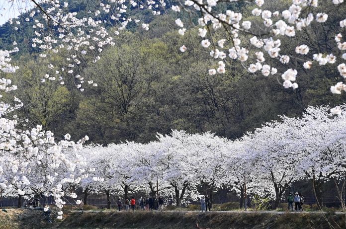 옥포읍 벚꽃(25년 촬영)