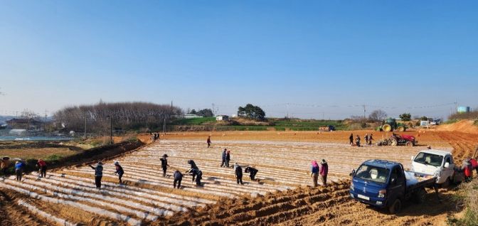 정읍시, 신품종 고구마 ‘호풍미’ 첫 정식