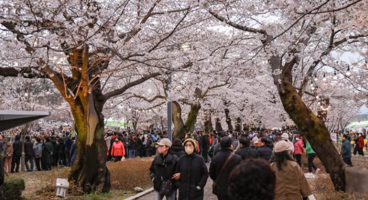 울주군 ‘제7회 울주작천정 벚꽃축제’ 성료… 총 26만명 방문