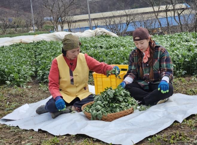 전옥자 농가가 삼잎국화와 관련해서 ‘6시 내고향’ 촬영을 진행하고 있다.