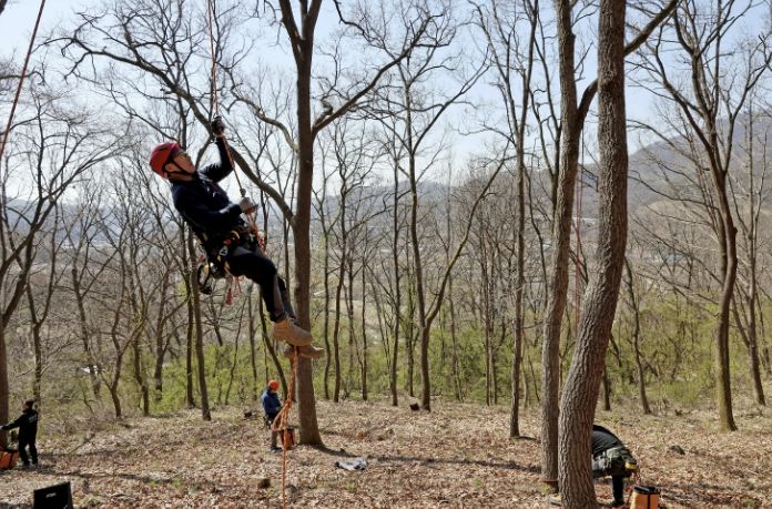 교육생 김강우 씨가 로프와 장비를 이용해 나무에 오르는 모습