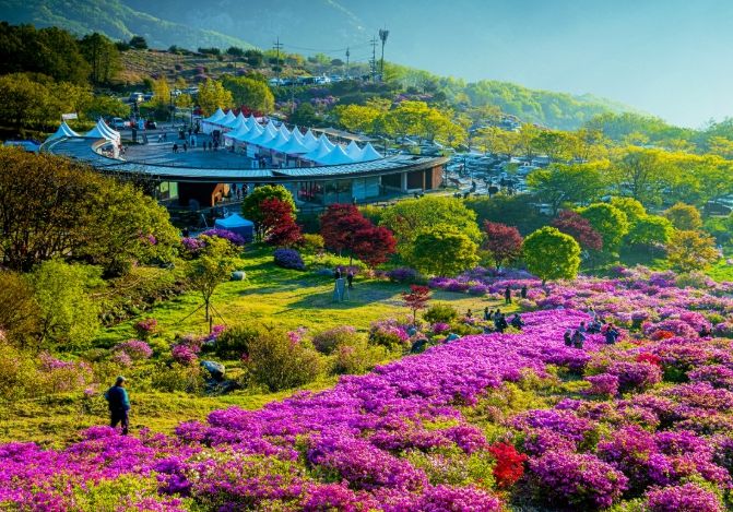 제30회 황매산 철쭉제 개최