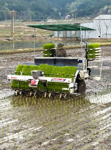 보성군, 올해 첫 ‘웅치 올벼쌀’ 모내기 시작_지난 14일 보성군 웅치면 대산리 박용수 농가에서 2026년산 웅치 올벼쌀 생산을 위한 첫 모내기를 하고 있다