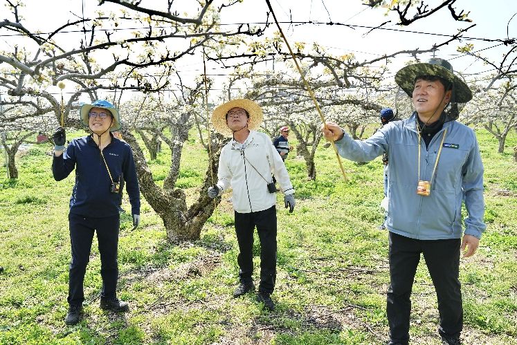 김석필 천안시장 권한대행 부시장과 시 공직자들이 15일 성환읍 송덕리의 한 배 재배 농가를 찾아 인공수분 일손돕기를 하고 있다.